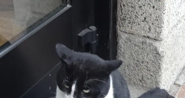 Gatto senza padroni adottato dalla piazza