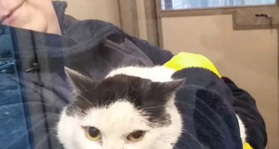 Appello per il gatto senza padrone da inizio mese