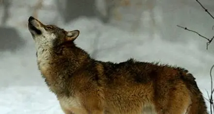 Fauna, auto “killer” più del lupo