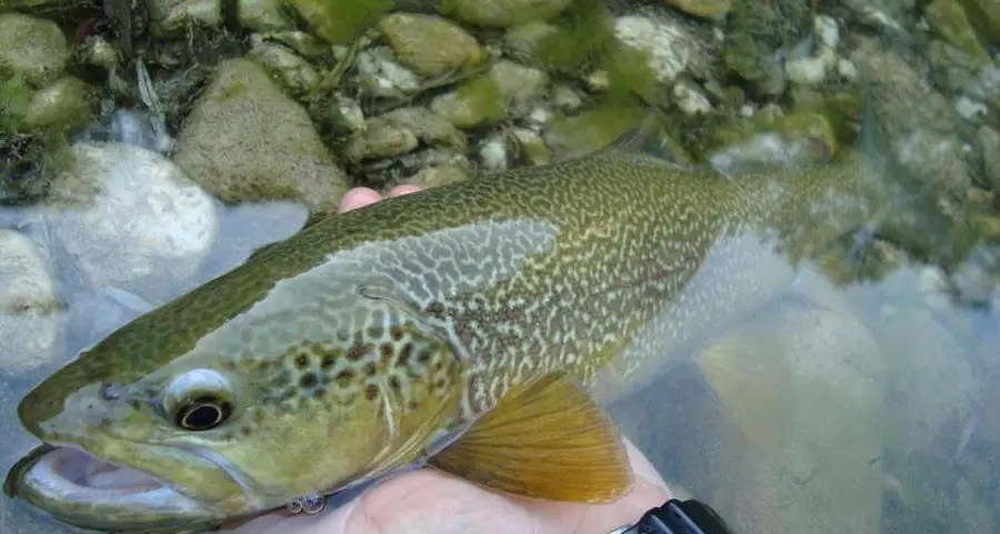 L’Apt punta sulla pesca: primo Marmorata Challenge