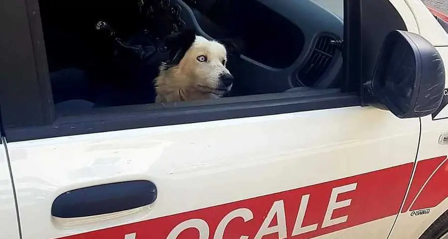 La polizia locale recupera un cane e multa il padrone