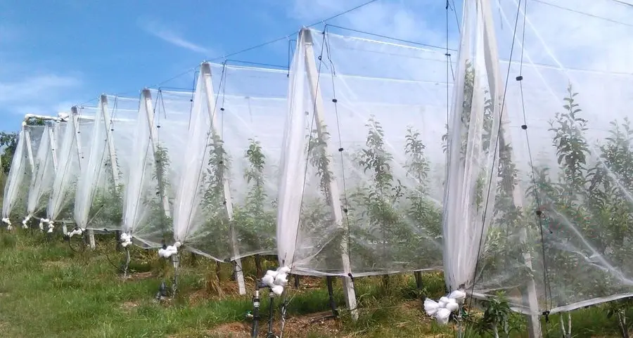 Allarme cimice asiatica per i frutticoltori del Noce