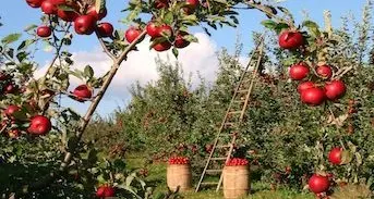 Frutteto storico, visite con la Strada Mela