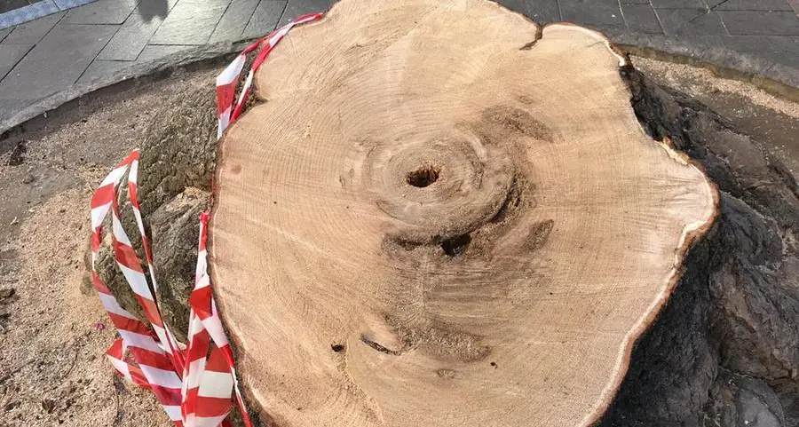 Trento, alberi: quest'anno 769 potature e 33 abbattimenti