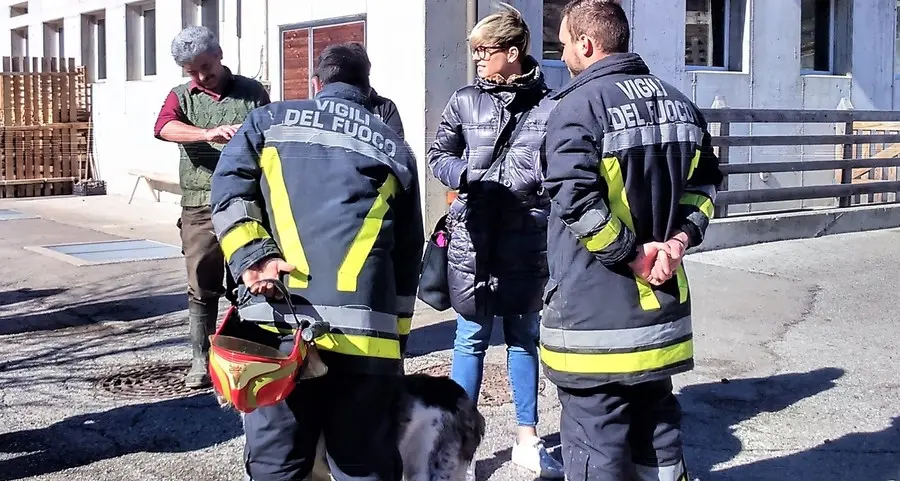 Tutto il bestiame ospitato nelle stalle del Primiero