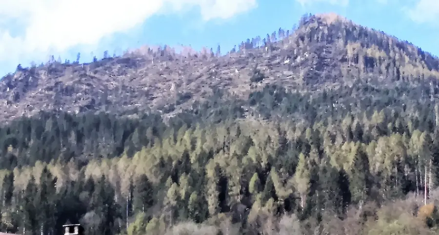 Via al ripristino delle strade forestali per il recupero schianti