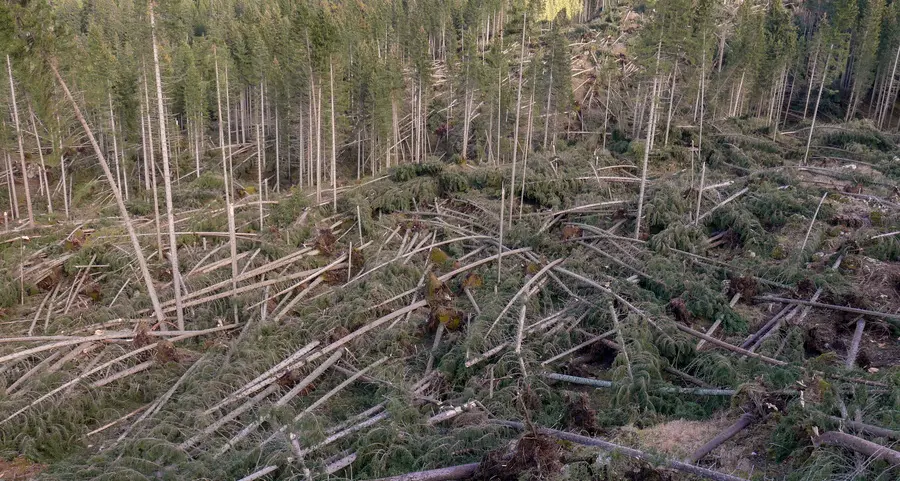 Corsa a “riparare” le foreste più rischi per i boscaioli