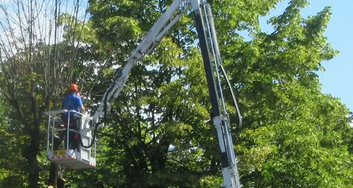 Radicale sistemazione degli alberi nei viali di Pergine