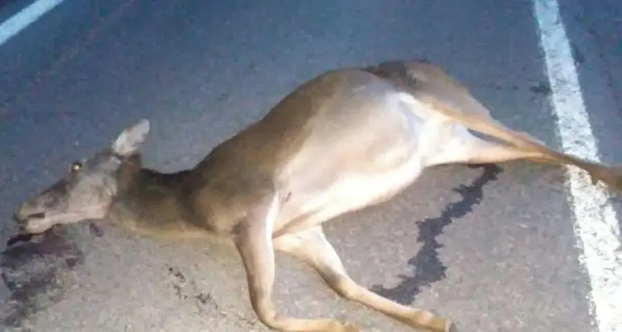 Cerva gravida uccisa da un’auto