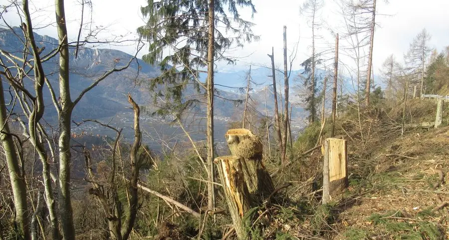 Schianti, l’Asuc “piazza” cinque lotti di legname