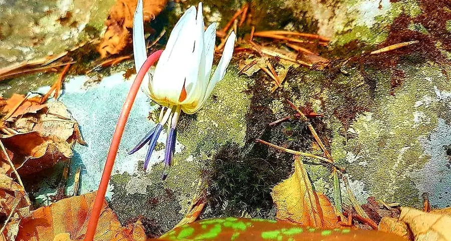 Per l’Erythronium è primavera