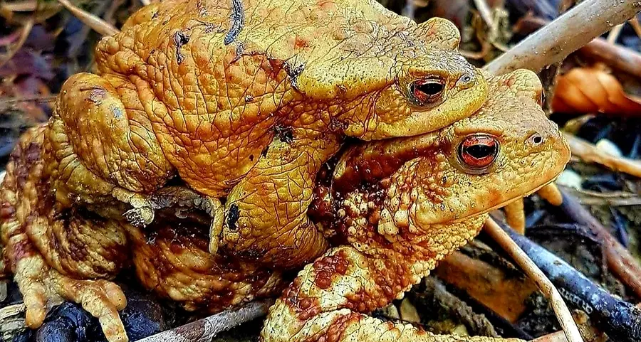 I rospi in amore al Lago di Cei