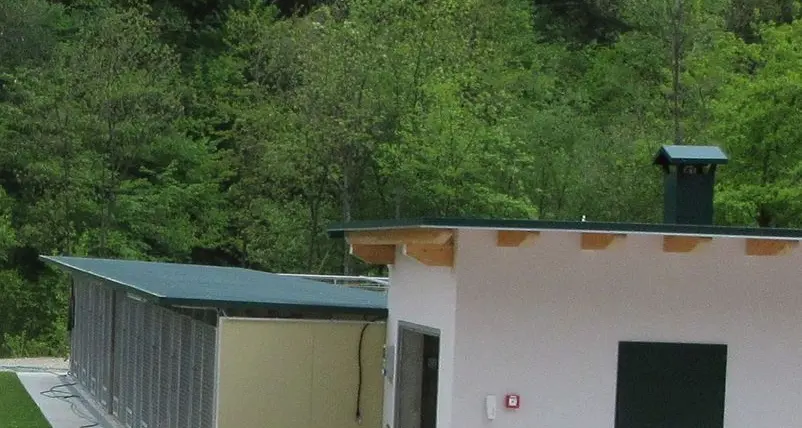 Cani vaganti, custodia e cura affidate alla Coop 90