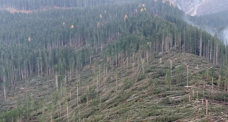 La Liuteria di Cremona userà il legno del post Vaia