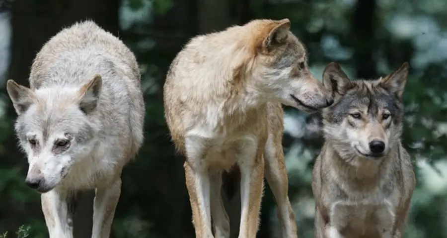 Mostra dei trofei dei cacciatori e il progetto lupo degli studenti