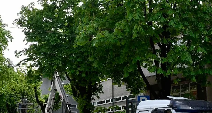 «Via Tommaseo, alberi pericolosi»