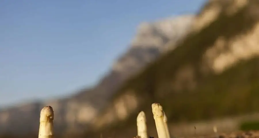 Oggi inizia la festa dell’asparago made in Zambana