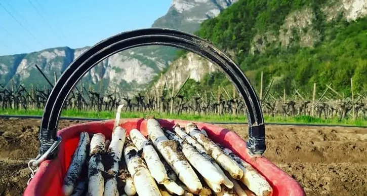 Il freddo nuoce agli asparagi produzione in calo del 30%
