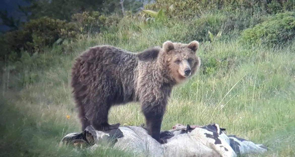 Orso \"problematico\", la Provincia chiede l'autorizzazione per la cattura di M49