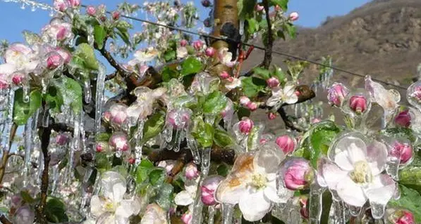 Meteo, temperature a picco Allarme gelate in campagna