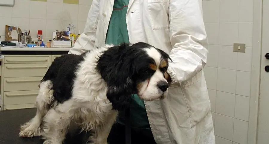 Ricetta elettronica, obbligo anche per il veterinario