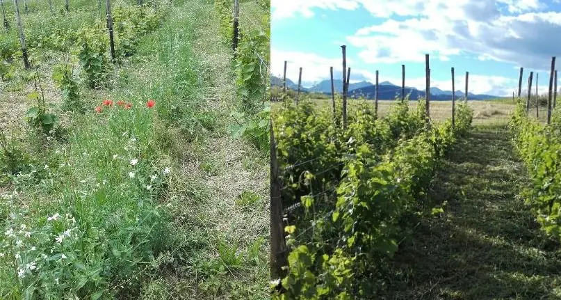 «Nessuna vite impiantata nei terreni vincolati»