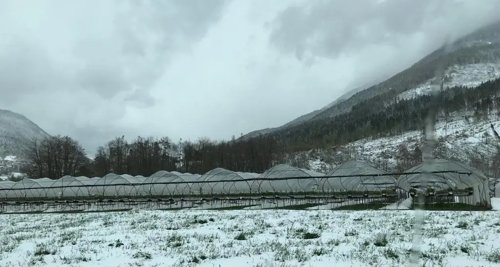 Trentino, oggi minime in picchiata: agricoltori in allarme per il rischio gelate