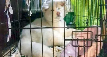 Contrabbando di cuccioli, fermati tre trafficanti in val Venosta