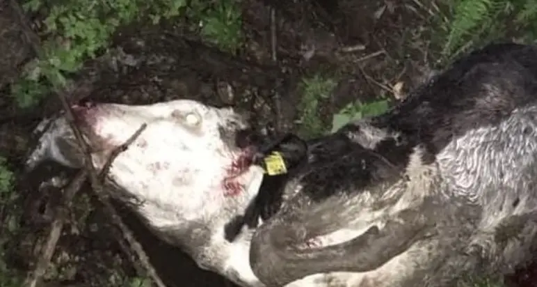 L’orso problematico M49 banchetta con una manza