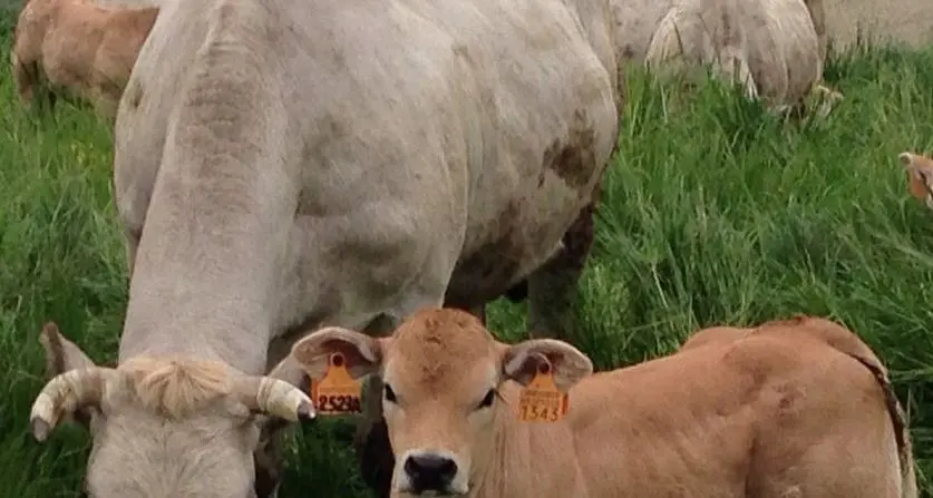 Dallapiccola: «Carne, la filiera trentina non è detto sia sempre la migliore»