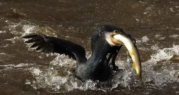 I pescatori rilanciano l’allarme cormorani
