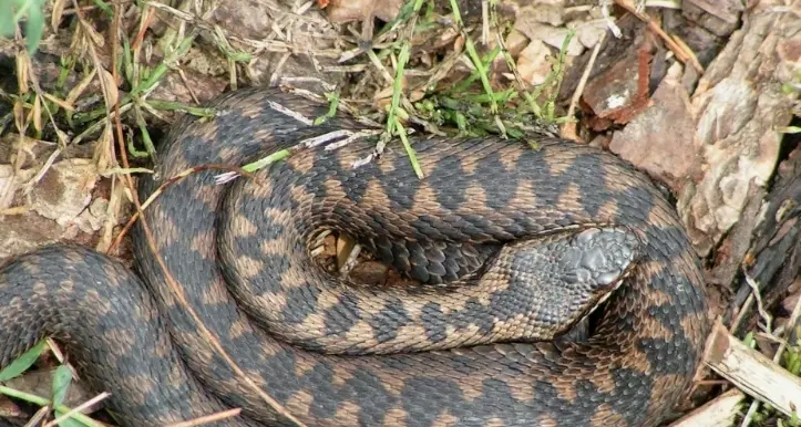 Turista tedesco alle Busatte morso al dito da una vipera