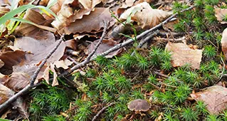 Ultimi giorni per la mostra sul bosco