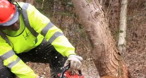 Sono aperti i termini per chiedere i lotti di legna
