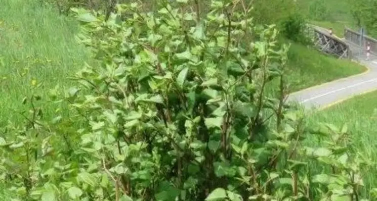 La Val Rendena è invasa dal “Poligono”: è allarme