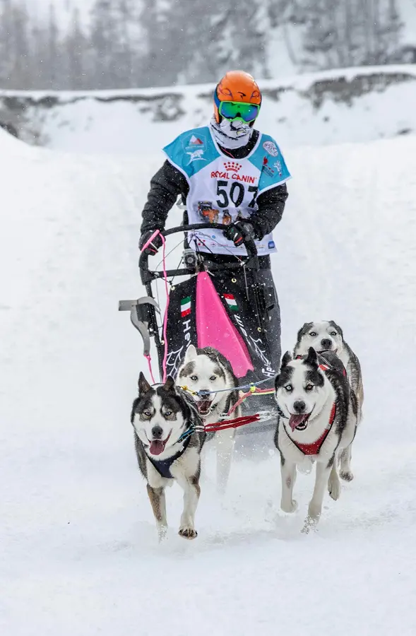 Campione di sleddog fra Trentino e Lapponia