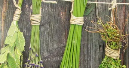 Alla scoperta della flora insieme ai micologi