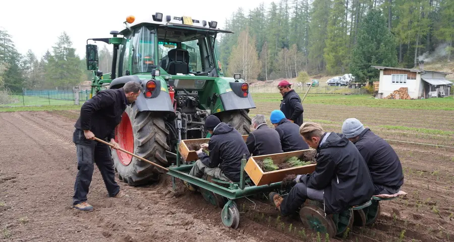 Pronti 400 mila «baby-alberi»