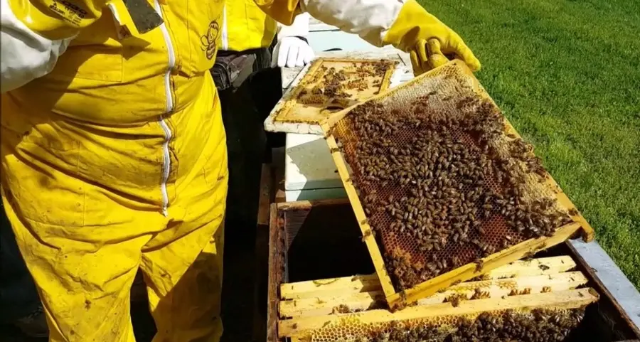«Gli apicoltori vanno aiutati»