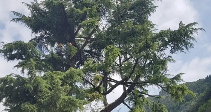 Storo, il cedro di piazza Europa adesso è in sicurezza