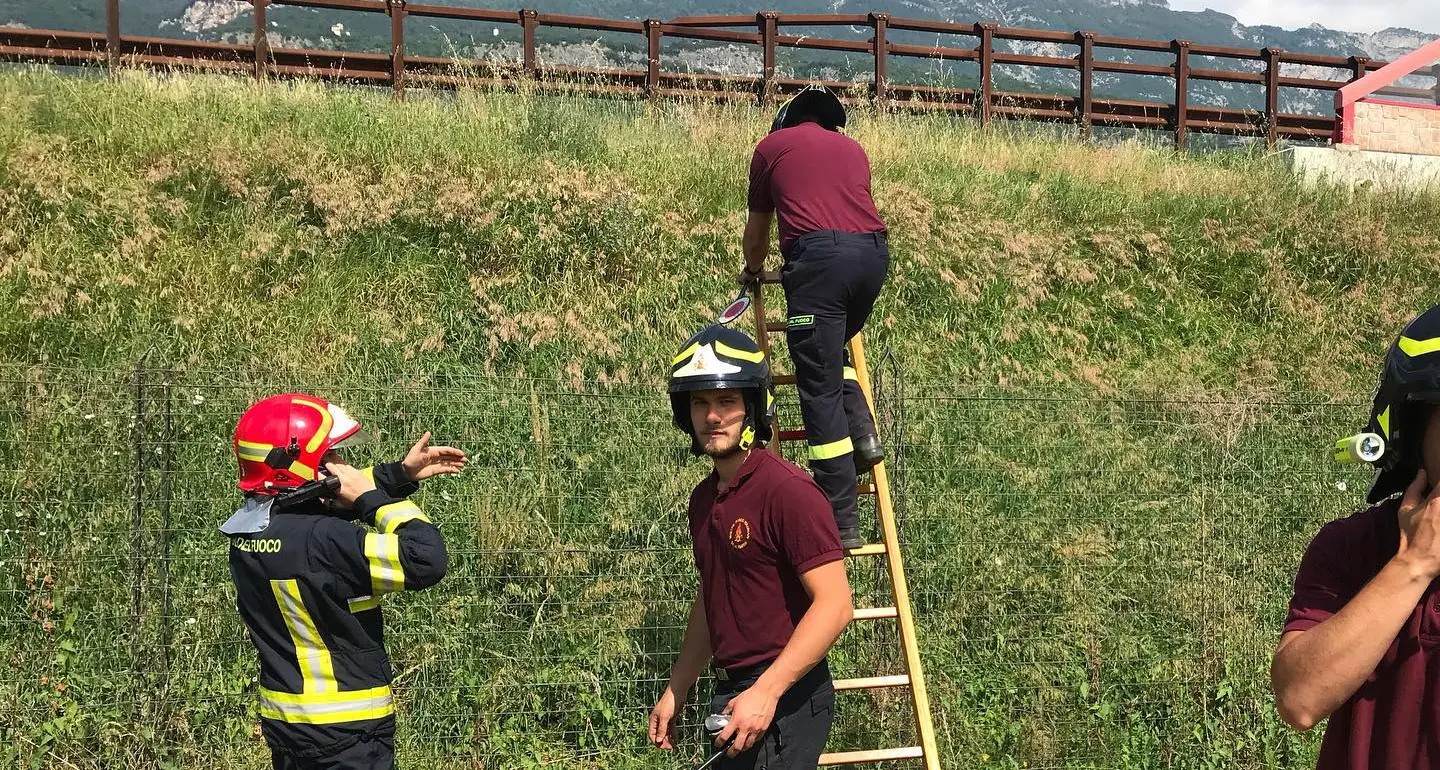 Un capriolo sull'A22, i vigili del fuoco lo recuperano e lo liberano in una zona sicura