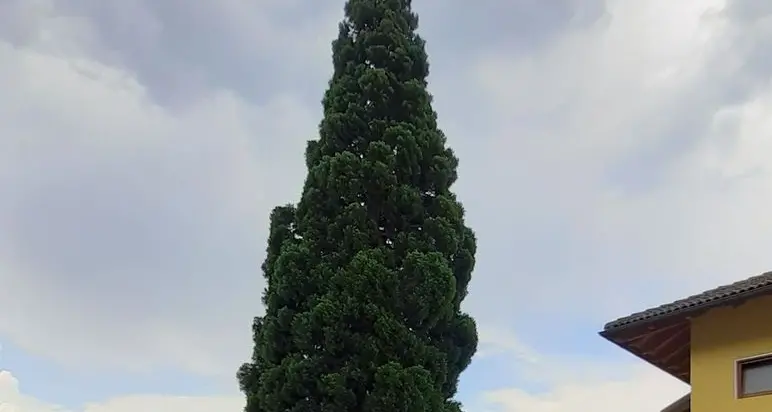 La sequoia di Bosentino ha i giorni contati