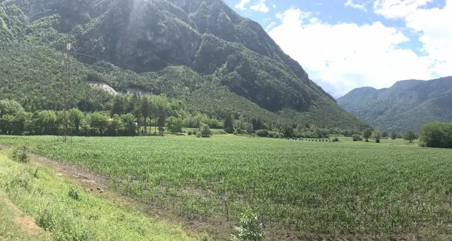 Storo, vigneto tagliato per colpa di una malattia