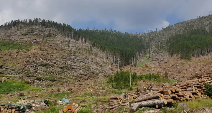 «Tempesta Vaia, altri alberi cadranno: in futuro attenti alle frane»