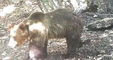 Orso M49, Enpa: dalla Provincia errori clamorosi