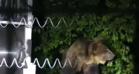 M49, rinvenute le impronte dell'orso vicino al recinto da dove è fuggito