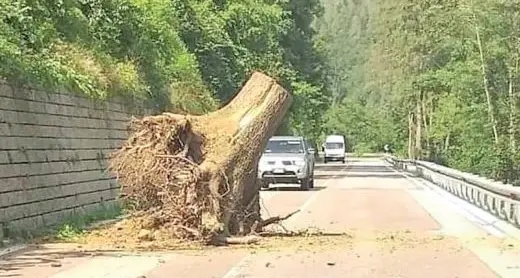 Enorme ceppo cade in strada tra le auto, un miracolo che non ci siano vittime