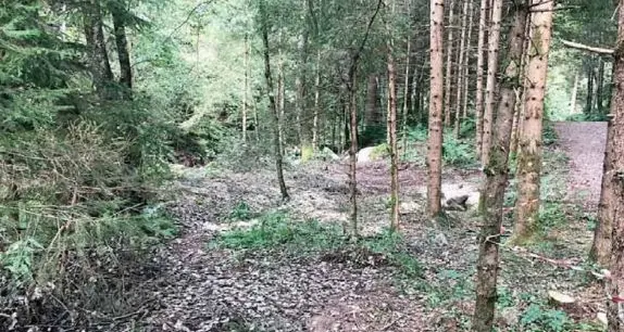 Bedollo, muore mentre va in cerca di funghi