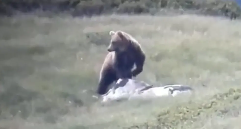 Orso M49, ora lo vuole catturare anche la Provincia di Bolzano