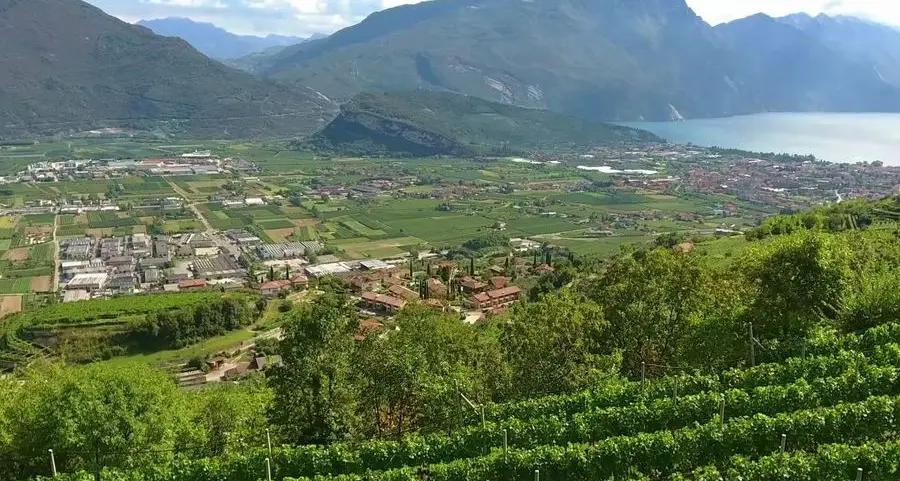 La vendemmia è in ritardo ma sarà di ottima qualità